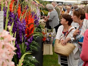 Supporting image for story: Shrewsbury Flower Show: Thousands flock to The Quarry on final day – with pictures and video
