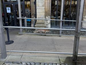 Supporting image for story: Fox on the run in the grounds of the Houses of Parliament