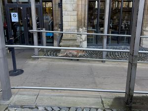 Supporting image for story: Fox on the run in the grounds of the Houses of Parliament