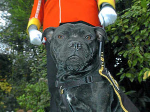 Supporting image for story: Staffords regimental mascot's future is uncertain
