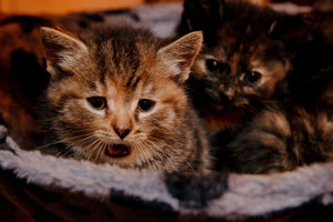 The new kittens