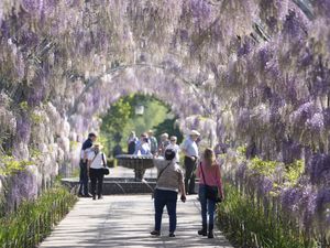 People make their way past the blossoming wisteria along Wisteria Walk at RHS Wisley in Woking, Surrey