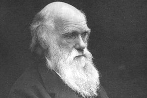 Supporting image for story: Insight on evolution of Charles Darwin's thinking