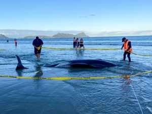Supporting image for story: New Zealanders help to save 30 whales after a pod strands on a beach