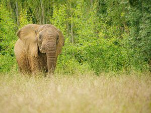 Supporting image for story: Hunting trophies import ban ‘illiberal’, pro-low regulation think tank says