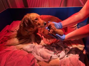 Nellie with her puppies when they were first born. 