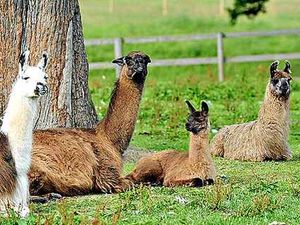 Supporting image for story: No cause for a-llama in Midland countryside