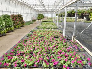 Supporting image for story: Event promises to be blooming marvellous