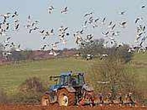 Supporting image for story: Countryside in crisis - rural tsar