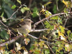 A female chaffinch