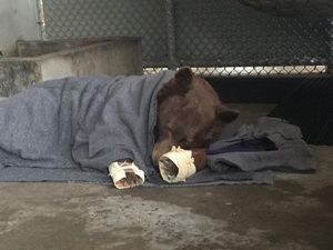 Supporting image for story: These bears burnt during California wildfires were healed using fish skin