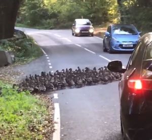 Why did the ducks cross the road?