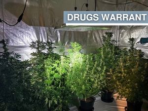 Supporting image for story: Dozens of cannabis plants recovered and a man arrested after warrant executed in West Bromwich
