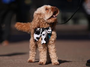 Dogs and owners arrive on the first day of the Crufts Dog Show at the National Exhibition Centre (NEC) in Birmingham