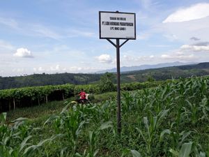 Supporting image for story: Indonesia orders halt of Trump-linked tourism projects over environmental issues