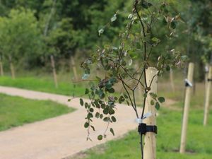 Supporting image for story: Housing developer funds new tree-lined walkway at National Memorial Arboretum
