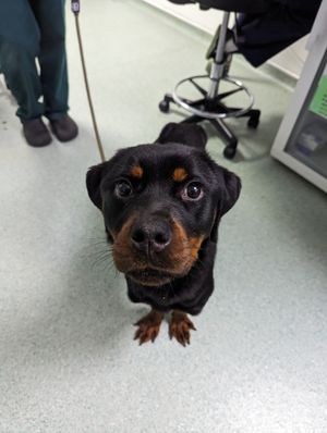 Lola's owners have been handed a 20-year ban from owning animals. Photo: RSPCA