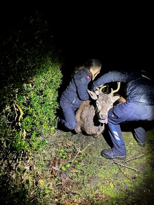 The deer was rescued in Norton Canes. Photo: RSPCA