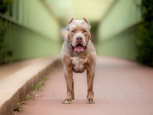 Supporting image for story: Arrest made after 'XL bully' attack kills cocker spaniel and injures woman