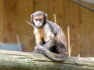 A yellow-breasted capuchin monkey
