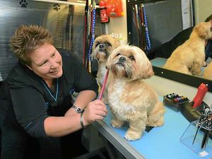 Supporting image for story: Clare overcomes her fear of dogs to open mobile grooming business