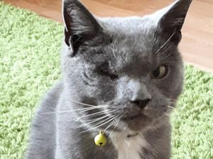 Supporting image for story