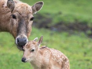 Supporting image for story: Père David deer calves born at West Midland Safari Park