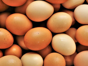 Supporting image for story: Free range egg businesses given permission to expand