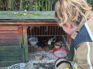 Supporting image for story: Firefighters muck in to help animals at Leebotwood farm devastated by blaze 