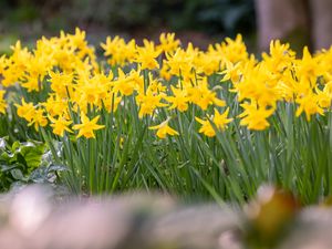 Supporting image for story: Warmer weather set to bring ‘welcome explosion’ of spring colour, RHS says