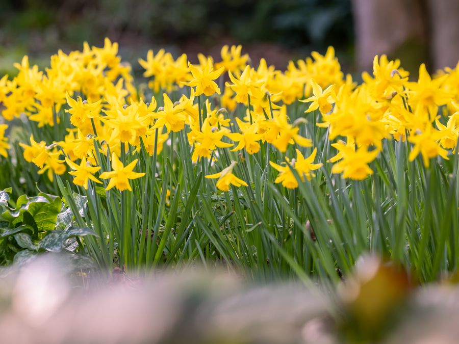 Warmer weather set to bring ‘welcome explosion’ of spring colour, RHS ...