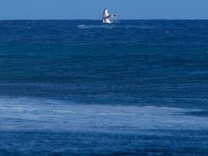 Supporting image for story: Whale breach seen during Paris Olympics surfing semi-final competition in Tahiti