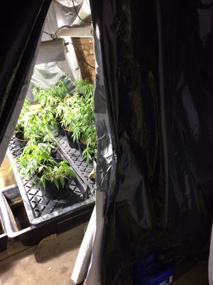 Some of the plants found. Pic: @DonningtonCops  