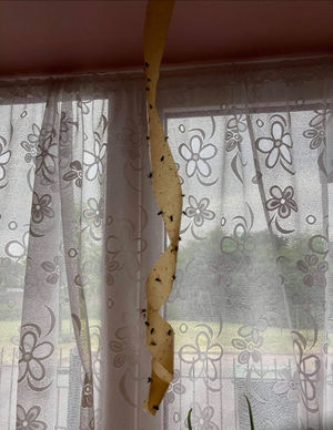 Flies have caused misery for residents.