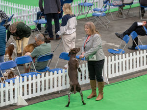 Birmingham National Dog Show 2025. Photo: Ian Knight/Z70 Photography
