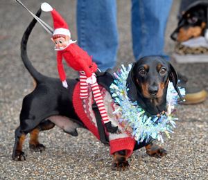 Sausage dog Christmas walk around the Quarry, Shrewsbury