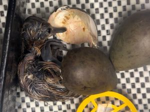Supporting image for story: Rare black-tailed godwit chicks hatch from rescued eggs