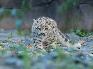Supporting image for story: WATCH: Stunning rare baby snow leopard takes first steps at Chester Zoo