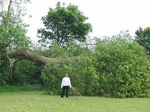 Supporting image for story: Trees tumble in the storms