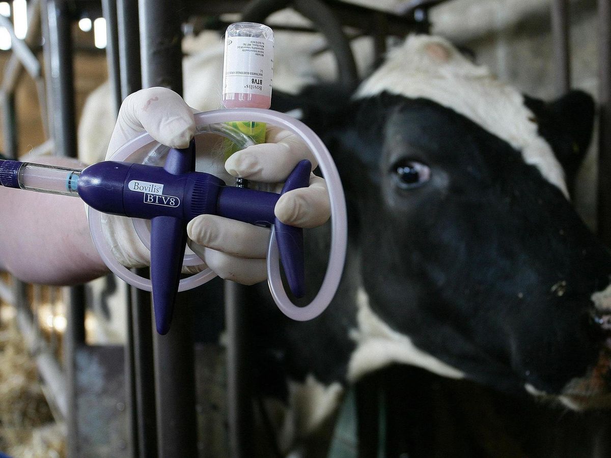 Royal Ulster Winter Fair cattle classes cancelled over bluetongue disease