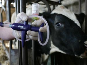 Supporting image for story: Royal Ulster Winter Fair cattle classes cancelled over bluetongue disease