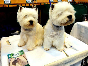 Supporting image for story: Burglars steal dog from South Staffordshire home during raid