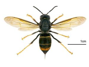 Supporting image for story: Shropshire plea to look out for hornets deadly to bees 