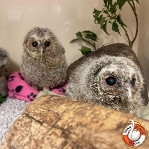 Cuan Wildlife Centre has secured the future of its Much Wenlock shop.