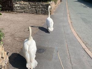 Supporting image for story: Swans decide to take a stroll through their home town