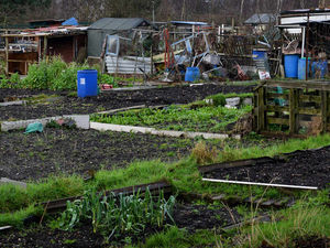 Supporting image for story: Newport allotment fee talks deferred by council