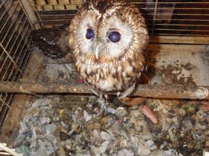 Supporting image for story: Jailed: Man ran rescue centre charity where dozens of animals had to be rescued