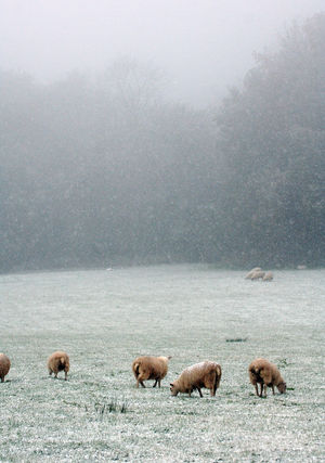 Sheep grazing in a field at the foot of the Wrekin