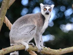 Supporting image for story: Video and gallery: New Lemur trail at Bobbington Wild Zoological Park