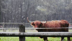 Wet weather over Shropshire. Photo: Peter Steggles